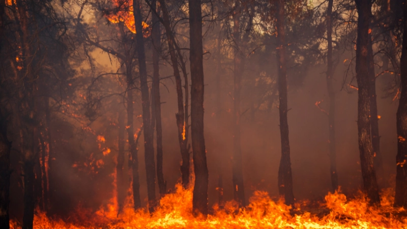 Smoke Signals: Canada's Wildfire Crisis and Its Health Implications